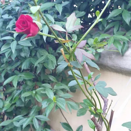 Relais Montedonzelli Bed & Breakfast 2*
