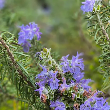 Bed and Breakfast Relais Montedonzelli 4*